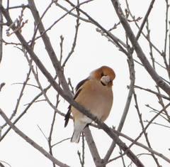 Coccothraustes coccothraustes