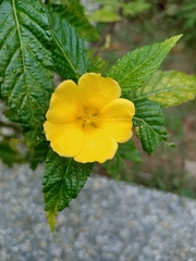 Turnera ulmifolia