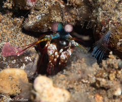 Odontodactylus scyllarus