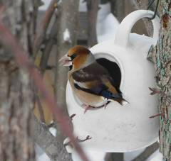 Coccothraustes coccothraustes