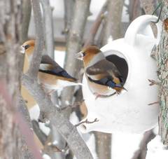 Coccothraustes coccothraustes