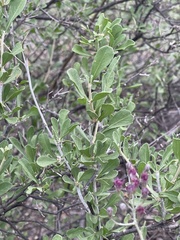 Orbivestus cinerascens