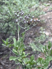 Orbivestus cinerascens