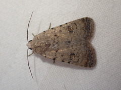 Caradrina flavirena