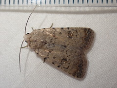 Caradrina flavirena