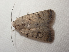 Caradrina flavirena