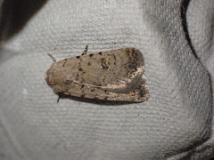 Caradrina flavirena
