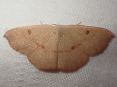 Cyclophora puppillaria