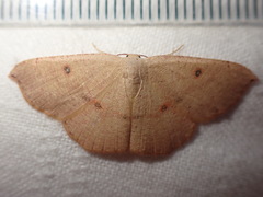 Cyclophora puppillaria