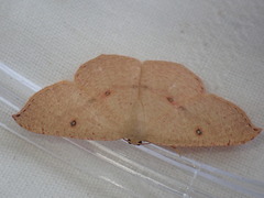 Cyclophora puppillaria