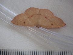 Cyclophora puppillaria