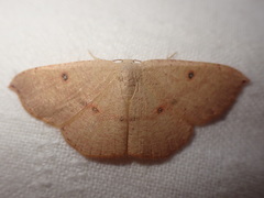 Cyclophora puppillaria