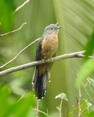 Cacomantis variolosus