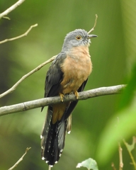 Cacomantis variolosus