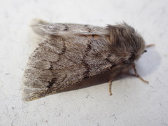 Thaumetopoea pityocampa