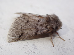 Thaumetopoea pityocampa