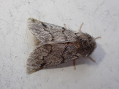 Thaumetopoea pityocampa