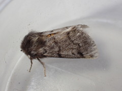 Thaumetopoea pityocampa