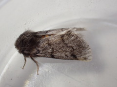 Thaumetopoea pityocampa