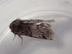 Thaumetopoea pityocampa