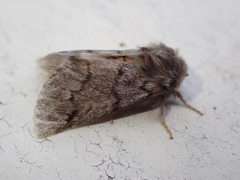 Thaumetopoea pityocampa