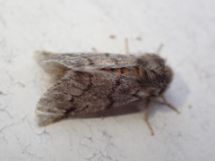 Thaumetopoea pityocampa