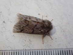 Thaumetopoea pityocampa