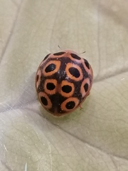 Henosepilachna reticulata