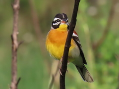 Emberiza flaviventris flaviventris
