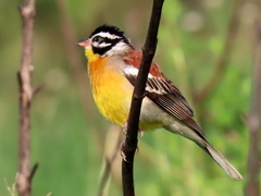 Emberiza flaviventris flaviventris