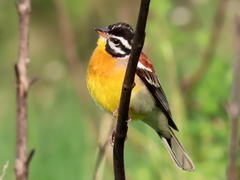 Emberiza flaviventris flaviventris