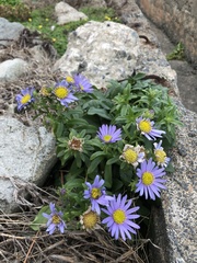 Aster asa-grayi