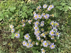 Aster asa-grayi