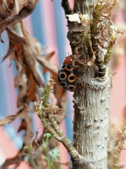 Henosepilachna reticulata