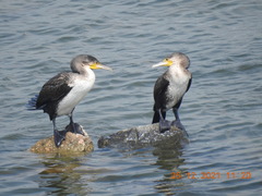 Phalacrocorax carbo