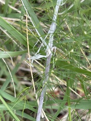 Asparagus exuvialis