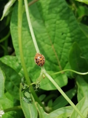 Henosepilachna reticulata