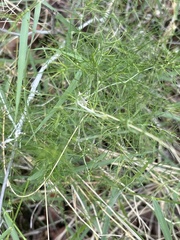 Asparagus exuvialis