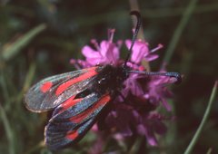 Zygaena contaminei