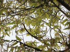 Carpinus rankanensis