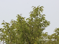 Carpinus rankanensis