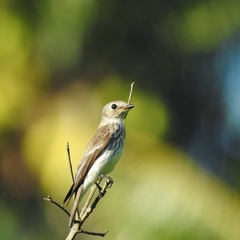 Muscicapa griseisticta