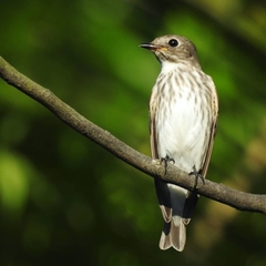 Muscicapa griseisticta