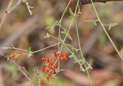 Chenopodium nutans nutans