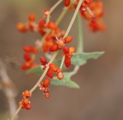 Chenopodium nutans nutans