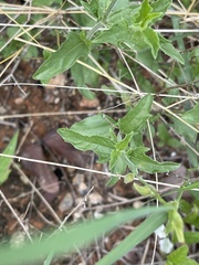 Priva africana