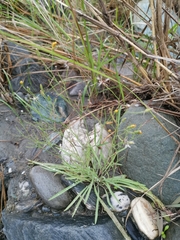 Ixeris tamagawaensis