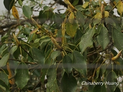 Trochodendron aralioides