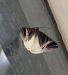 Phrataria replicataria