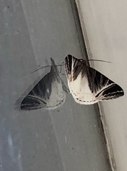 Phrataria replicataria